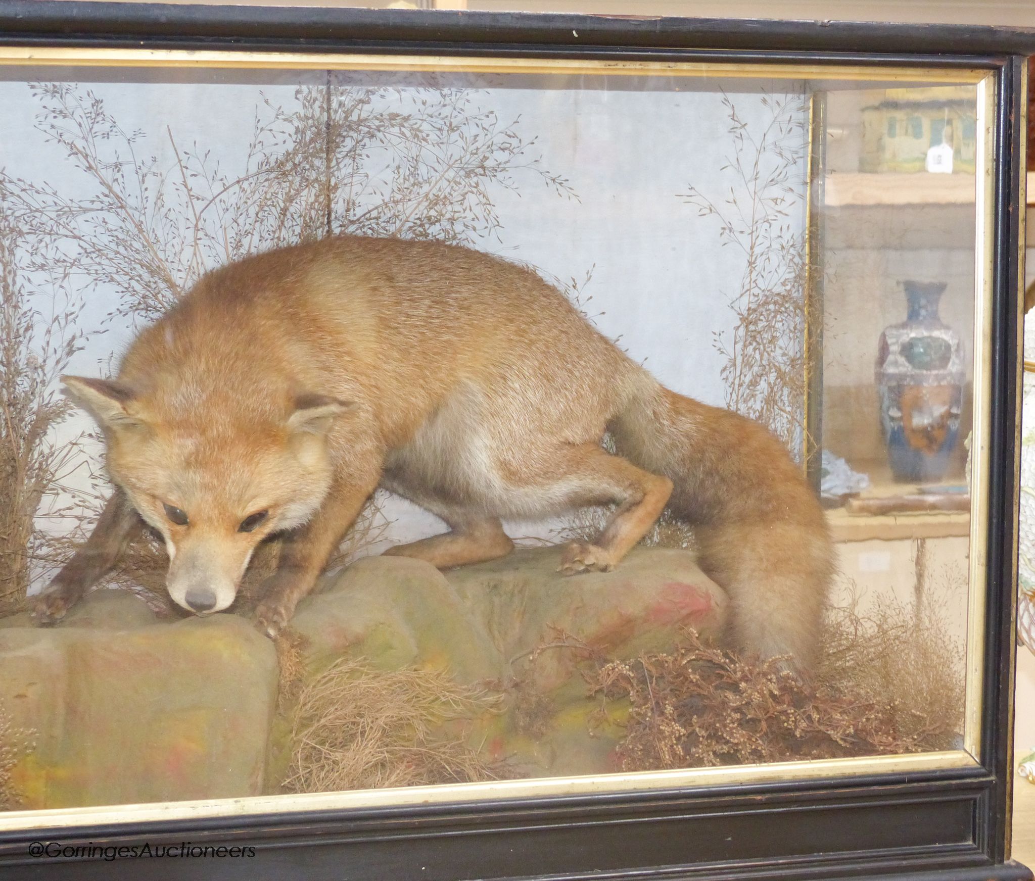 An early 20th century cased taxidermy fox, overall length 89cm